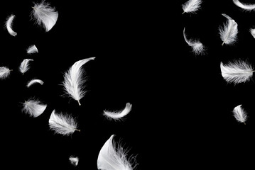 White feather isolated on a black background. © Nikolay