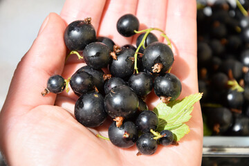 Fresh ripe blackcurrants with leaves in a woman's hand © Yanina