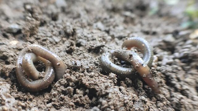 Earthworms Digging In Wet Soil. Large worms crawl into making holes in the black soil, where the worms are. Moist, living substrate. biodiversity and vitality. bugs. Invertebrates. environment.