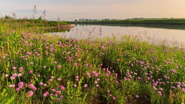 Pink wild garlic flowers blooming along Elbe River at sunrise in Germany. Peaceful morning atmosphere, soft light, scenic natural landscape, perfect for spring and nature themes.