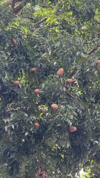 Ripe sapodilla fruits hanging on tree branches with green leaves