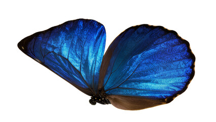 Isolated vibrant iridescent blue butterfly with elegant spread wings showing beautiful color © Aoife