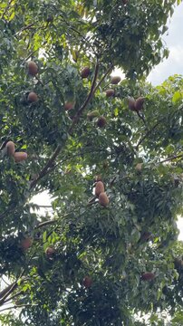 Fresh sapodilla fruits growing on tree branches in tropical garden