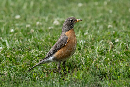 American Robin Standing Alert in a Green Lawn