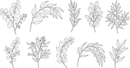 Fototapeta premium Hand drawn botanical branch set featuring various eucalyptus leaves and twigs in a simple black ink sketch style illustration