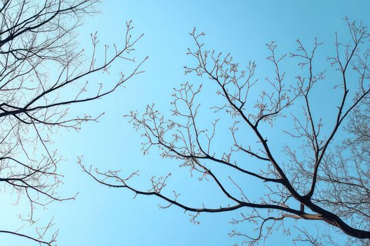 bare tree branches with tiny buds against a clear blue sky, evoking calm early spring serenity