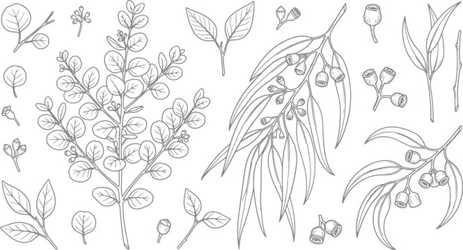 Hand drawn eucalyptus branches and leaves set featuring botanical sketches of foliage and seed pods in black ink style