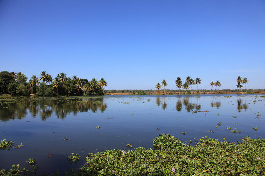 Serene Kerala backwaters lined with lush coconut palms reflected in calm waters beneath a clear blue sky in Kerala, India