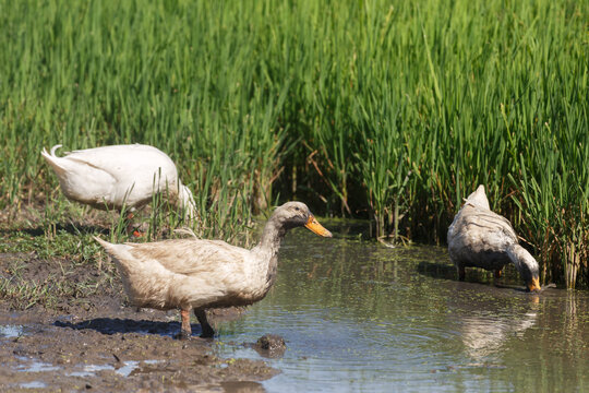 Cute white duck looking for food on wet mud soil land in the rice file at farm countryside. Healthy domesticated duck bird in farm village at breeding season.