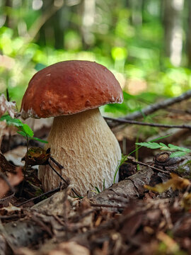 Beautiful king bolete (boletus edulis) or porcini mushroom growing in the wild autumn forest floor with moss and dry leaves