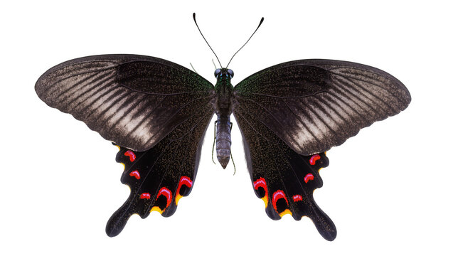 Isolated striking black butterfly with iridescent green shimmer and vibrant red yellow hindwing spots