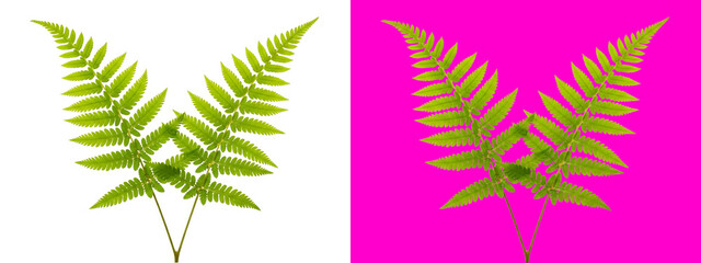 Two vibrant green fern leaves with detailed fronds and delicate texture, isolated on a white background, for botanical and, nature themes isolated on a transparent background © SP Creative Lens