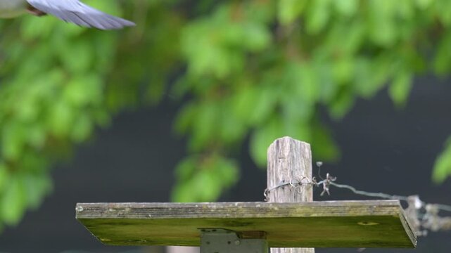Portrait of a male Wood pigeon taking off from a bird feeder in spring in a domestic garden. Columba palumbus, Indre-et-Loire 37, r&eacute;gion Centre-Val de Loire, France, European Union, Europe