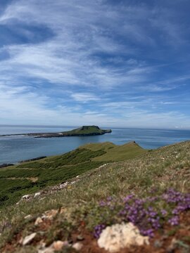 Wild Thyme infront of Worm's Head, Gower Peninsula, Wales