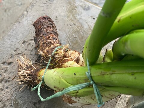 Freshly harvested taro root rhizome with green stems close up