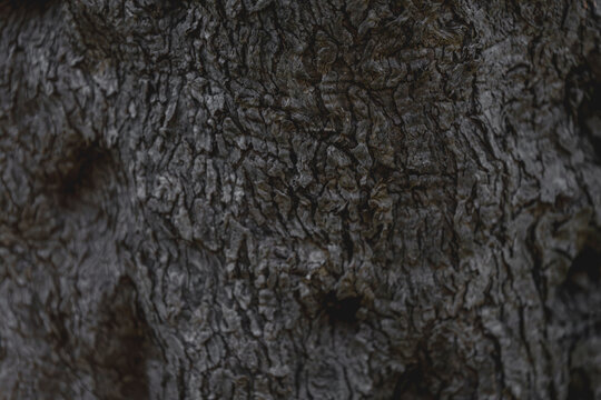 Detailed close-up texture of rough tree bark with natural patterns and earthy tones, woodland background