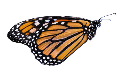 Isolated monarch butterfly profile with distinctive orange, black and white wing patterns © Aoife