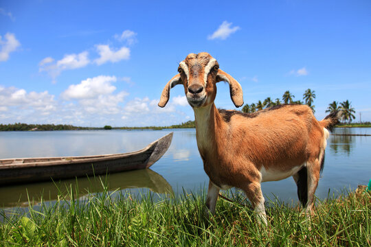 Brown domestic goat standing beside a traditional wooden canoe on the tranquil Kerala backwaters under a bright blue sky with coconut palms in the background