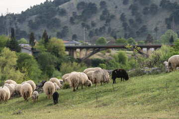 Fototapeta premium Large flock of sheep grazing in a sunlit mountain pasture with a historic stone bridge and forested hills in the background