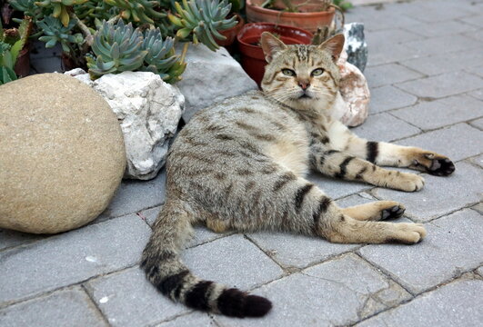 gatto sdraiato