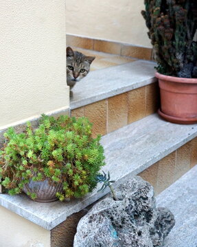 gatto nascosto