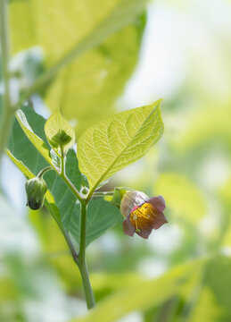 Flowers of deadly nightshade (atropa belladonna)