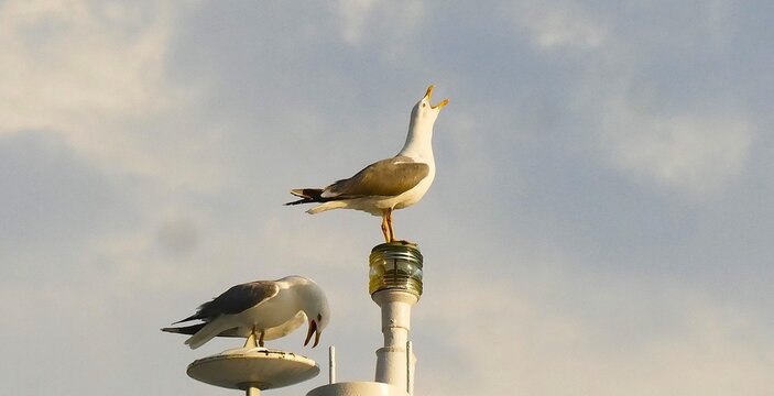 Seagulls standing on the boat high in the sky and screams, seabirds background