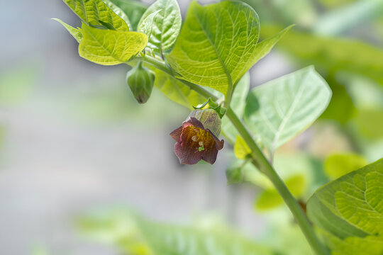 Flowers of deadly nightshade (atropa belladonna)