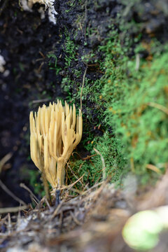 Mushroom on a stump in the forest