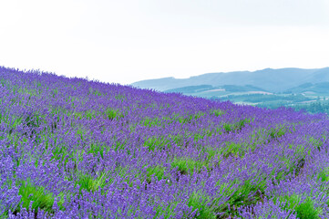 Fototapeta premium Blooming Lavender row Field in Furano, Hokkaido, Japan with Purple Flowers with Summer Sky Rural Countryside Landscape