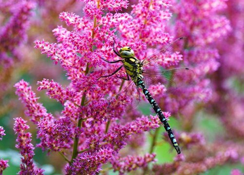 Large dragonfly, Anax imperator, in a beautiful astilbe
