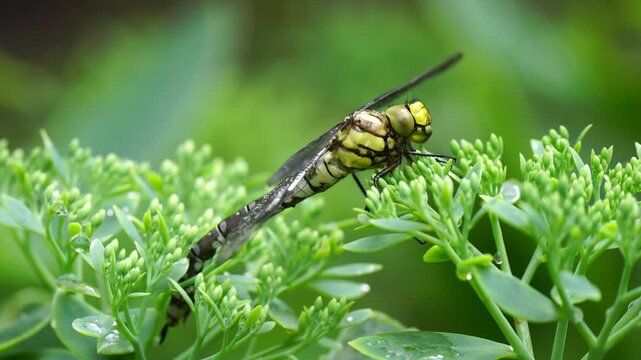 Beautiful large dragonfly, Anax imperator, on a sedum
