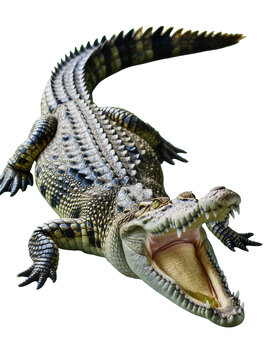 Isolated fierce saltwater crocodile with powerful jaws wide open, showcasing sharp teeth