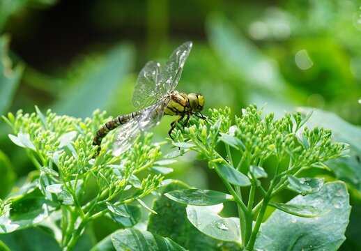 Beautiful large dragonfly, Anax imperator, on a sedum