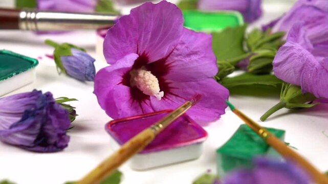 Flowers of purple mallow flowers, pans of various green, pink, purple paints, painting brushes laid out on a white background, side view, slow motion, colors of nature