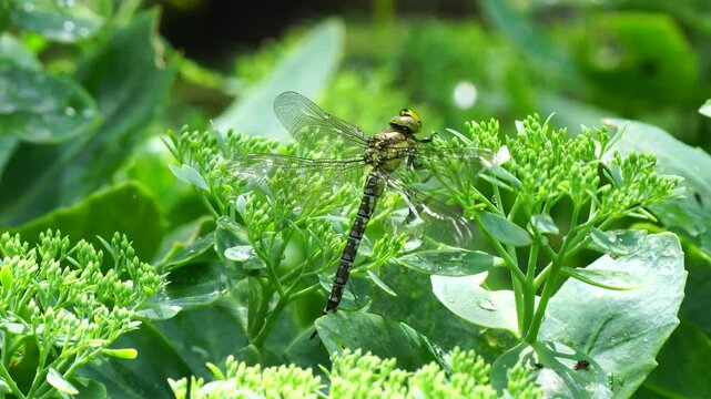 Beautiful large dragonfly, Anax imperator, on a sedum