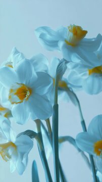 A bouquet of daffodils with bright blue petals and vibrant yellow centers.