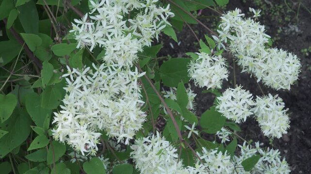 Fragrant star-like white blossoms sway as dense green foliage moves under a light breeze. Great for ornamental gardening videos, botanical archives, and nature documentaries
