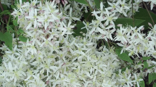 Star-shaped white petals of ground clematis tremble gently in soft breezes. Perfect for macro botany presentations, ecological documentaries, and floral background visuals. 
