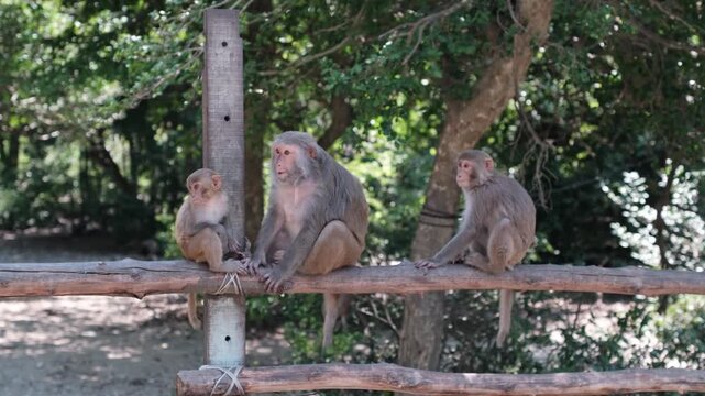 A small family of primates rests together on a wooden barrier with a background of green forest trees on a sunny day