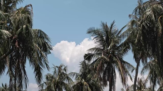 Low angle view looking up at tropical green branches moving in the breeze under a clear daytime sky with single fluffy cloud formation