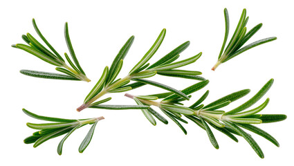 Fototapeta premium Isolated fresh rosemary sprigs and leaves a fragrant aromatic herb for cooking and seasoning