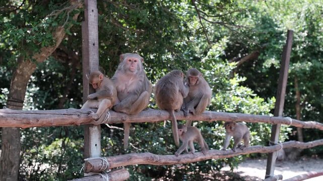 A small family of primates rests together on a wooden barrier with a background of green forest trees on a sunny day