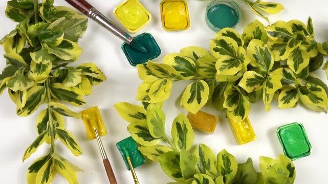 Twigs of euonymus, pans of various green and yellow paints, painting brushes laid out on a white background, top view, colors of nature