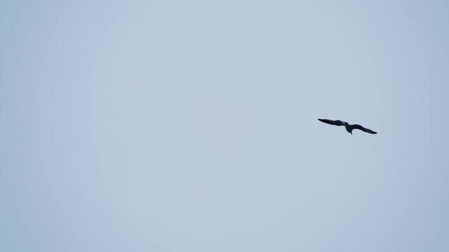 Seagull Soaring Against Sky: Freedom in Flight