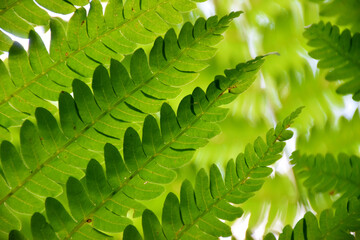 A fern in the forest, Sainte-Apolline, Québec, Canada © Claude Laprise