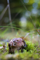 mushroom in the forest among the green moss  © Anatolii Tershak