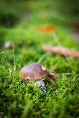 mushroom in the forest among the green moss  © Anatolii Tershak