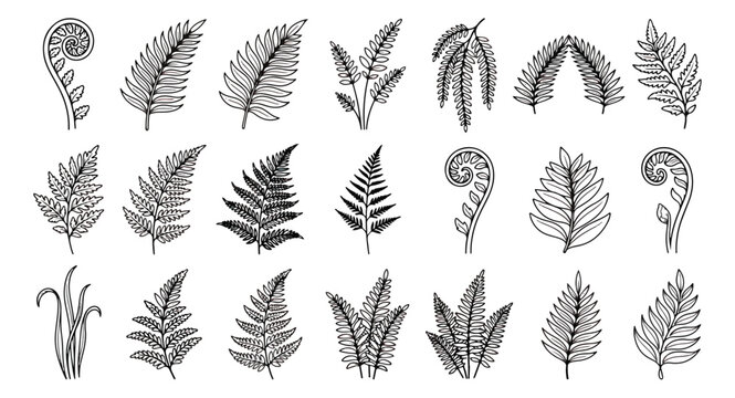 Hand drawn fern leaves collection, set of 21 botanical vector icons. Black ink line art fern fronds and tropical foliage elements on white background.