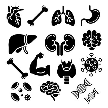 Human Anatomy Internal Organs Medical Solid Glyph Icon Set Vector